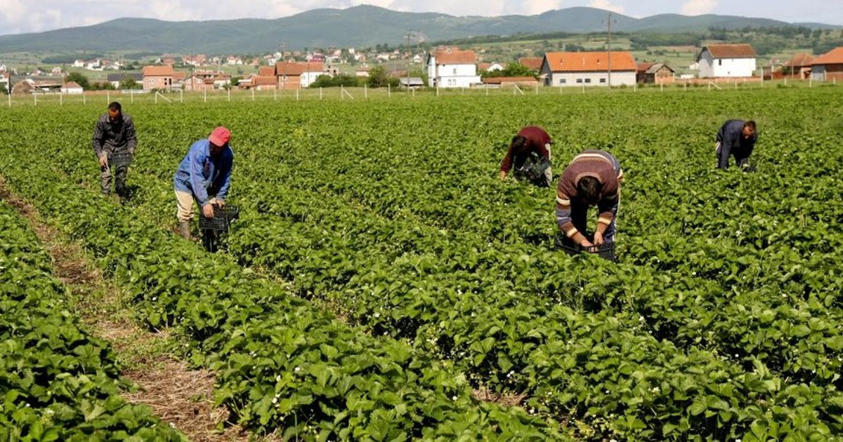 Fermerët do të habiten: Çfarë sjell skema e re qeveritare?