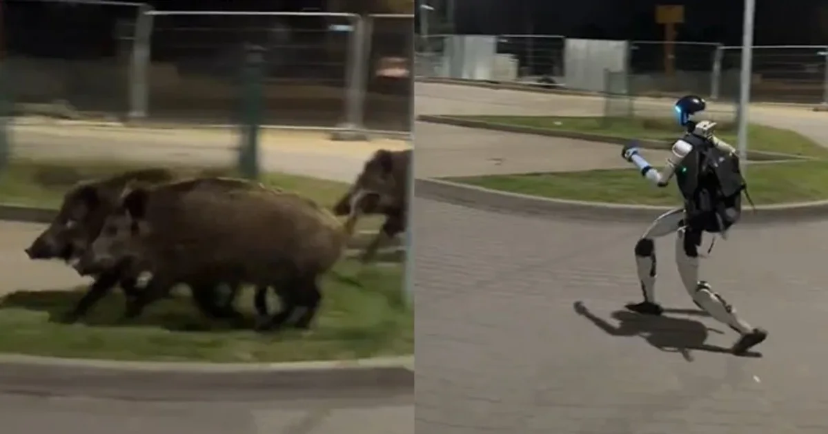 Një robot ndjek derrat në qytet — ç'po provon bota me humanoidët?